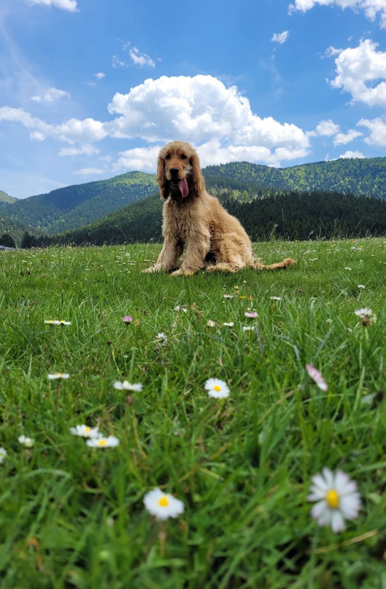 hiking with a dog in the Pyrenees