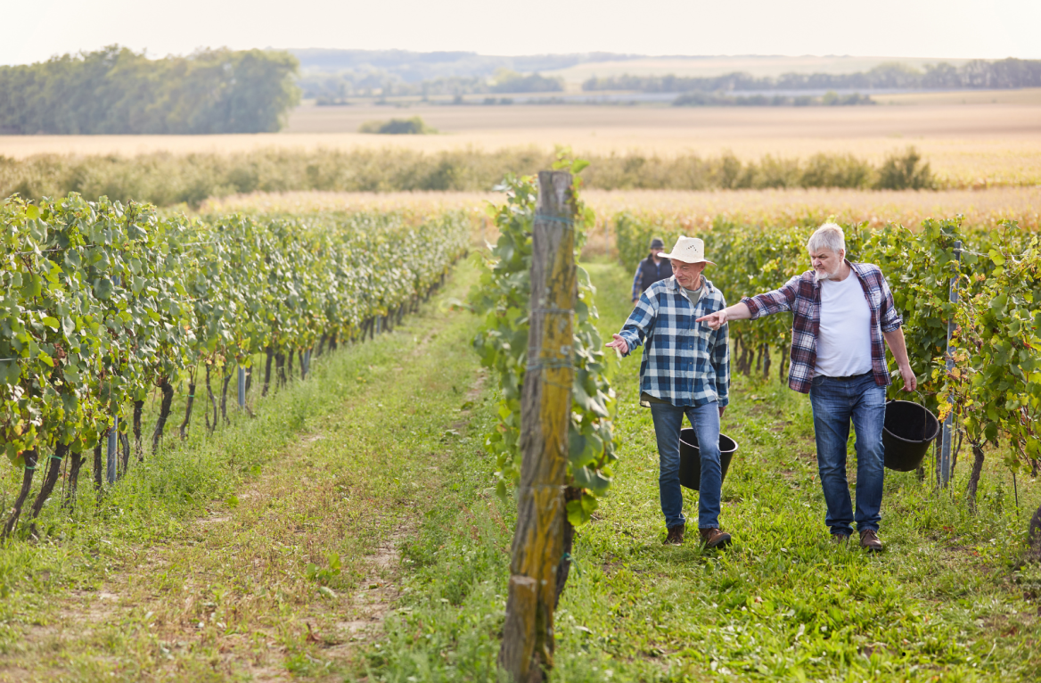 vignobles du bearn