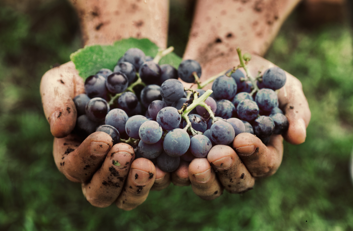 vignobles du bearn