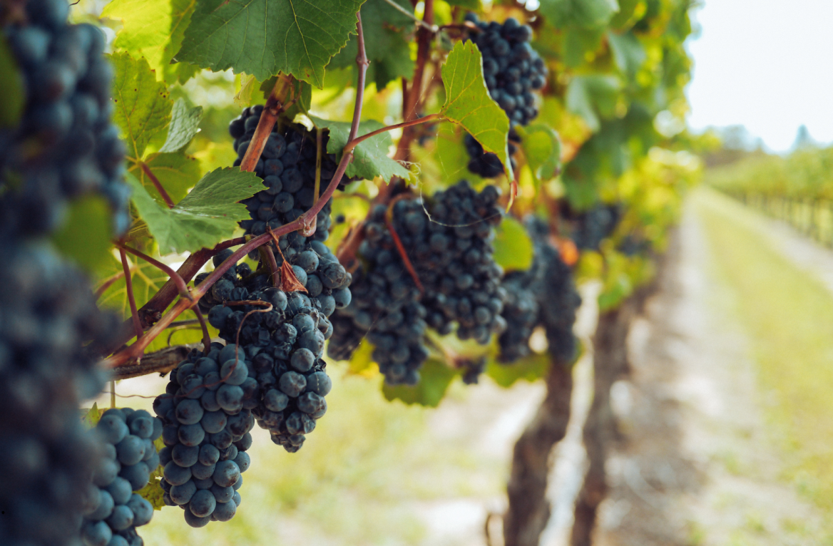 vignobles du bearn
