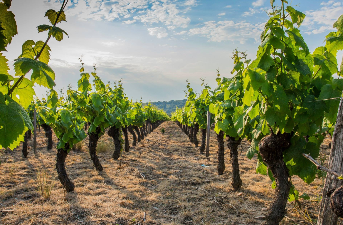 vignobles du bearn