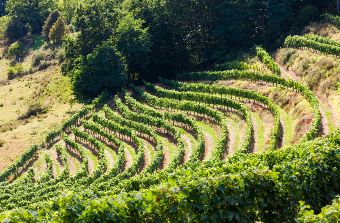 vignobles du bearn