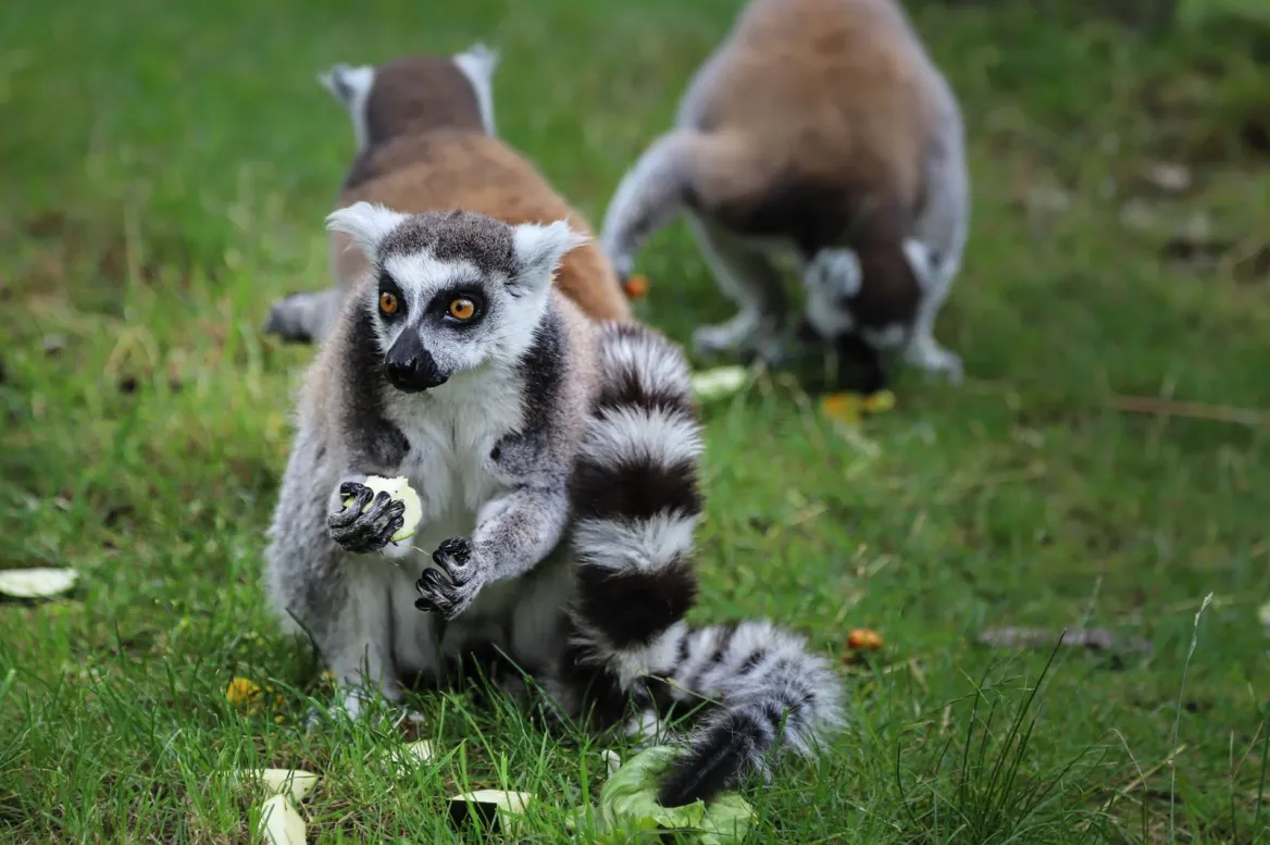 Parc Animalier des Pyrénées