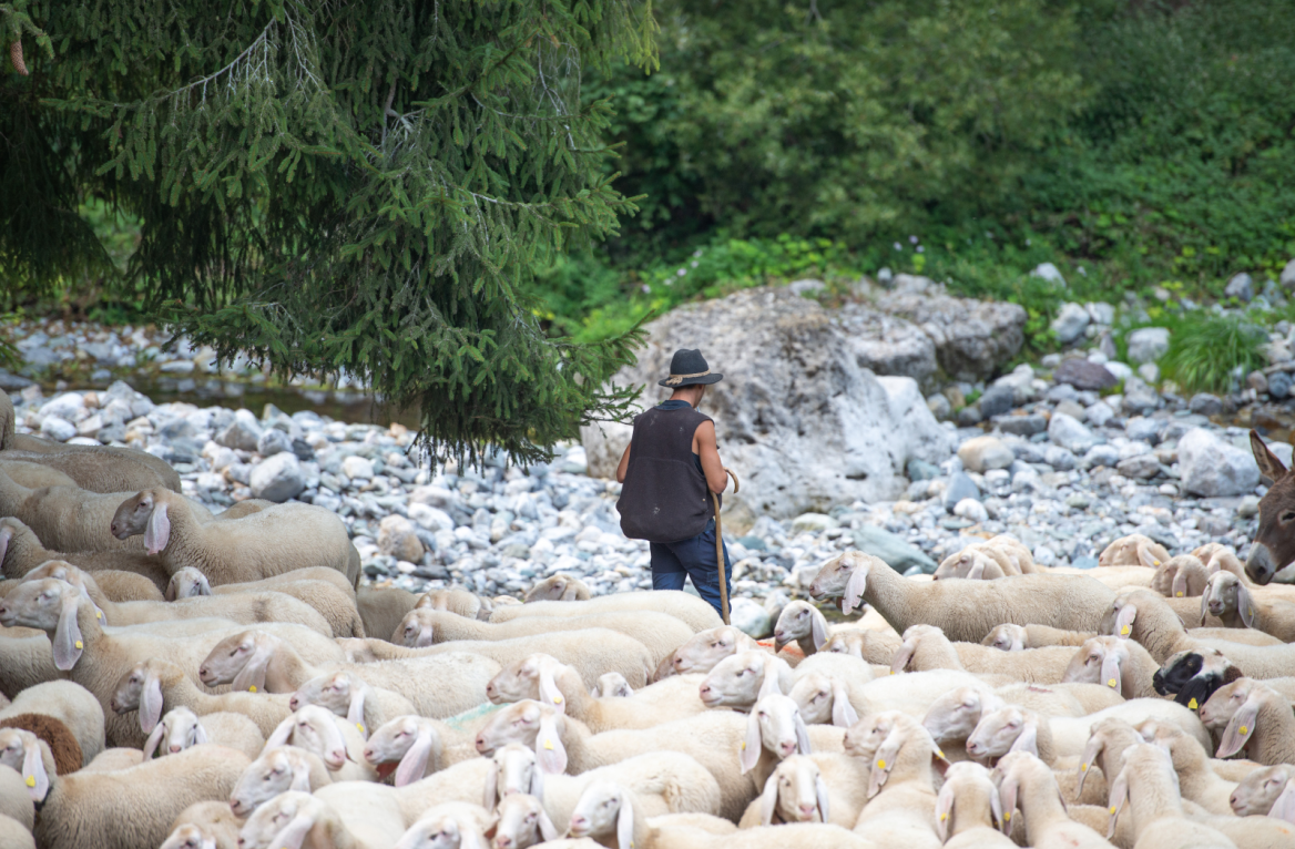 transhumance in Béarn