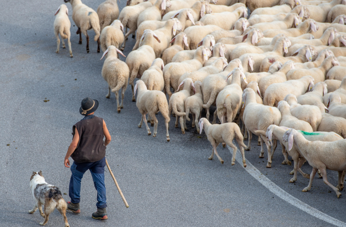 transhumance in Béarn