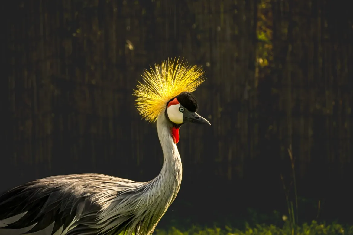 Exotic Park