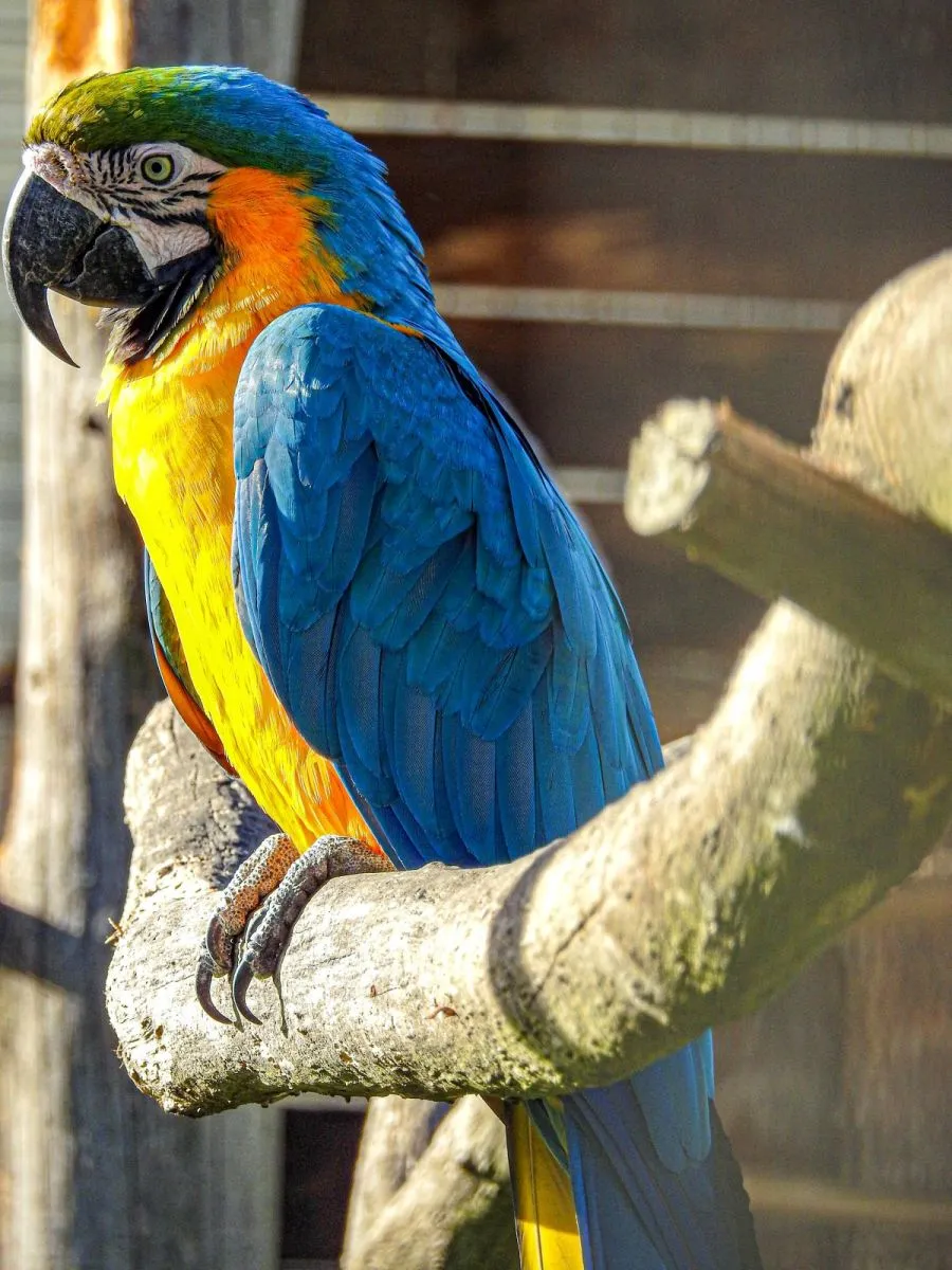 Exotic Park