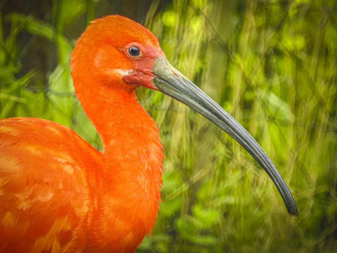 Exotic Park