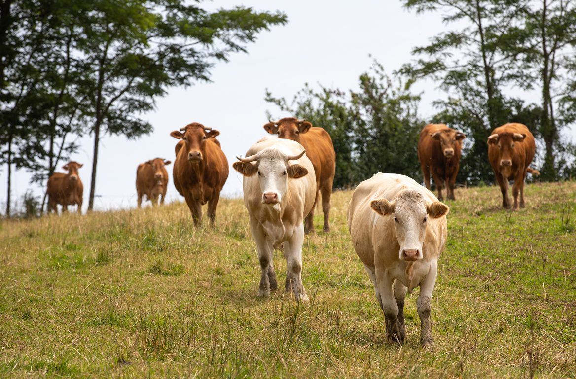 Maison Bignalet vaches