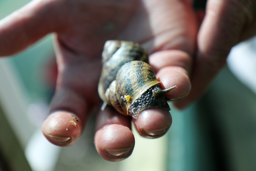 Les escargots, miam !