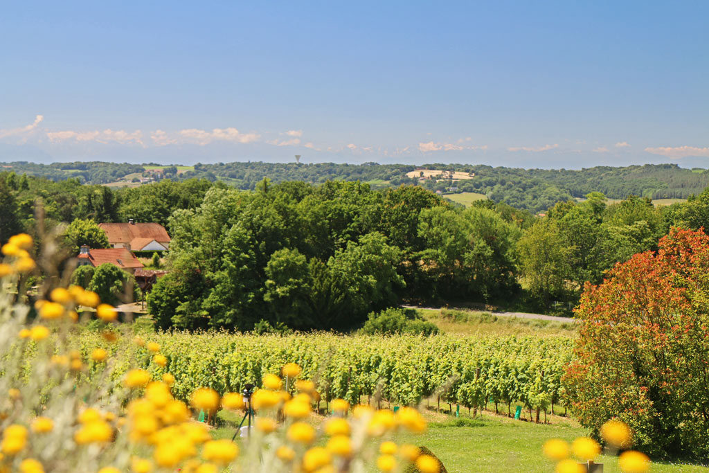 Les vignes, sur fond de Pyrénées