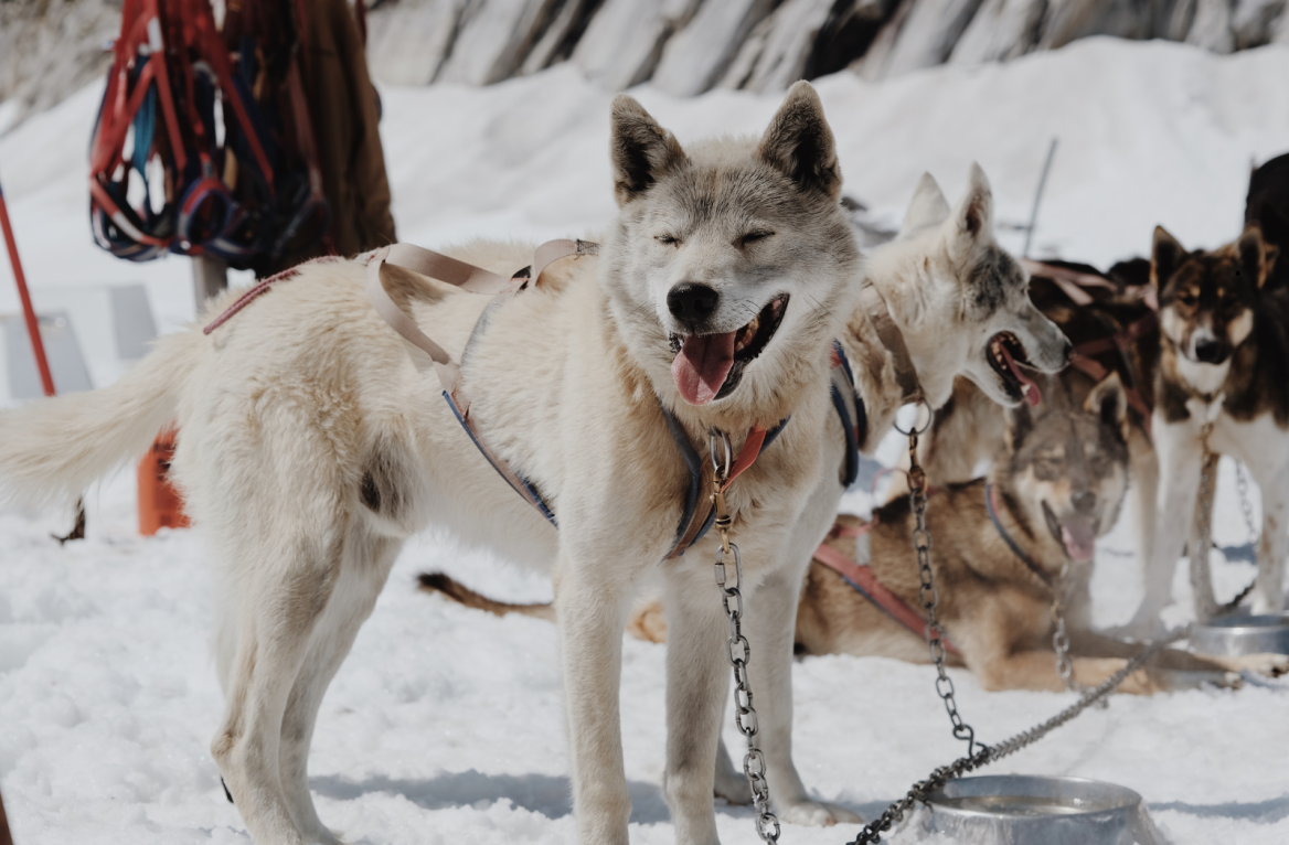 sled dog