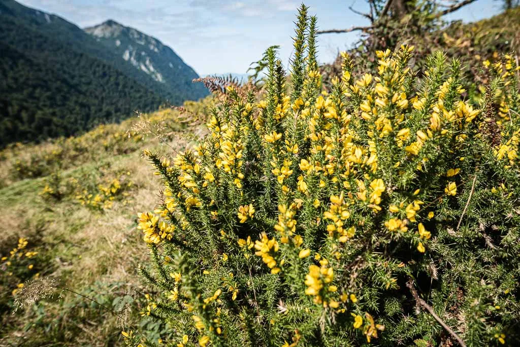 Pic d'Escurets Hiking