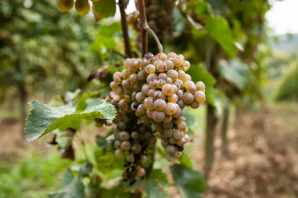 Jurançon vineyard and wines