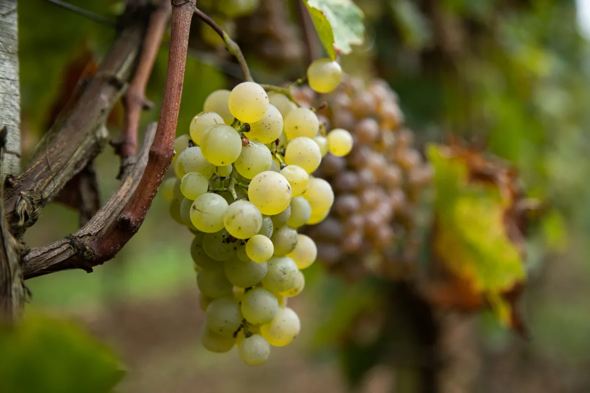 Jurançon vineyard and wines