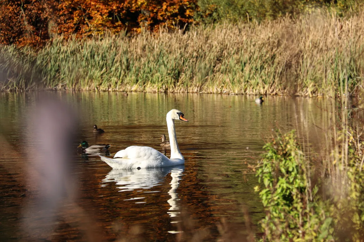 Beaumont Park