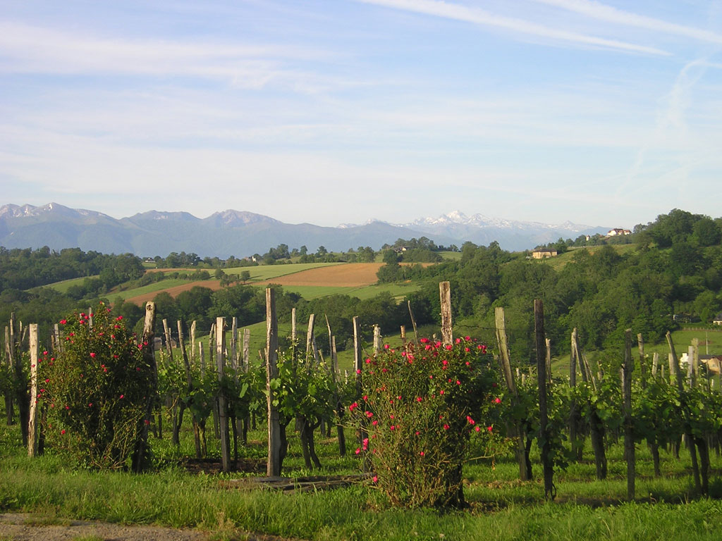Vineyard