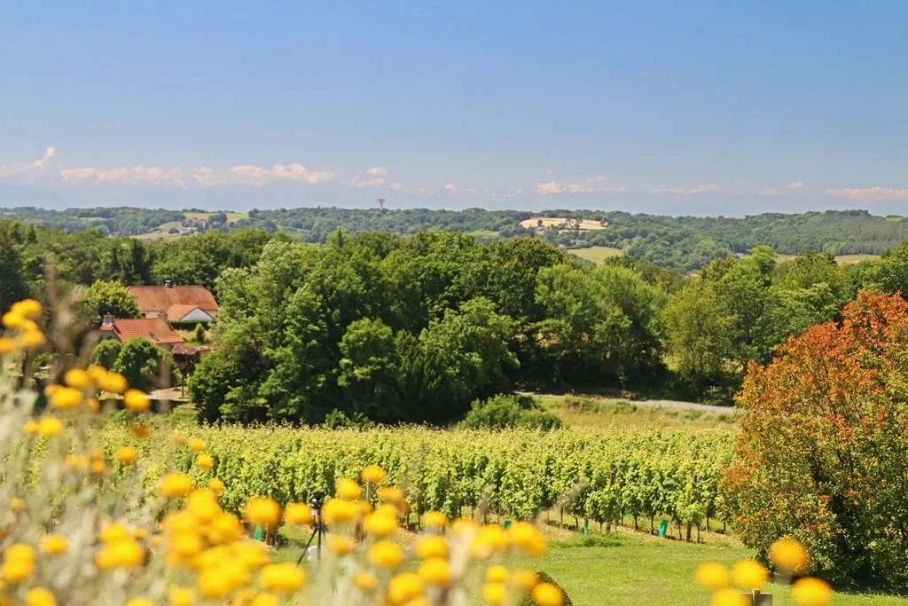 The vineyards of Vic-Bilh