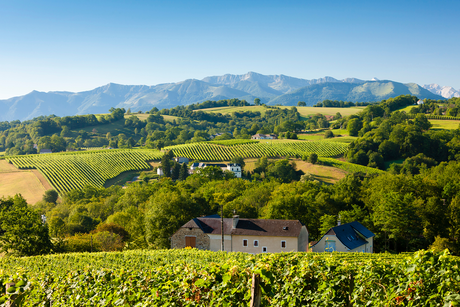Jurançon vineyards