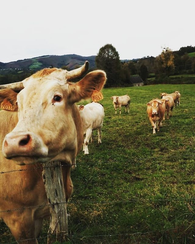 The cows of Ferme Salies-Salet; Source: Ferme Salies-Salet