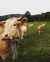 The cows of Ferme Salies-Salet; Source: Ferme Salies-Salet  