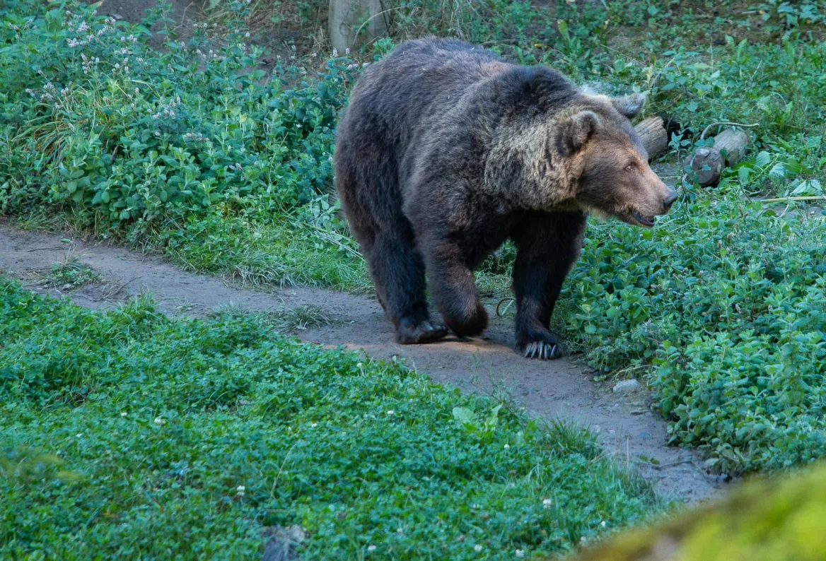 bear park