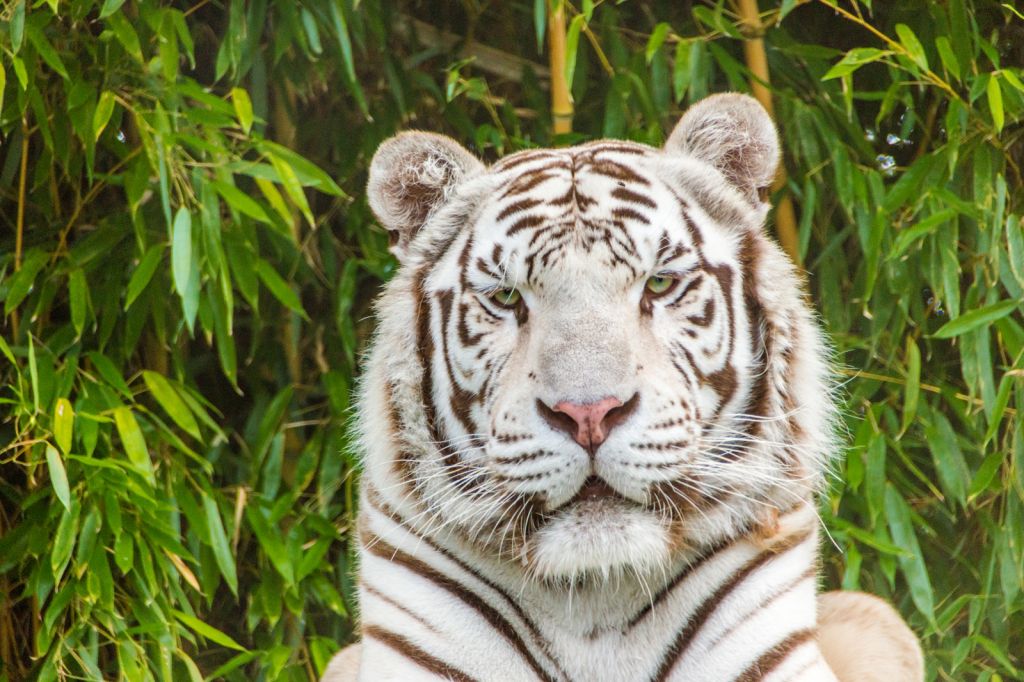 Zoo d'Asson - Parc Exotique des Pyrénées entre Pau et Lourdes