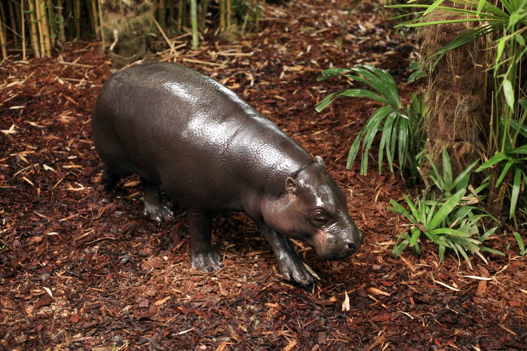 Zoo d'Asson - Journée en famille dans un zoo près de Pau