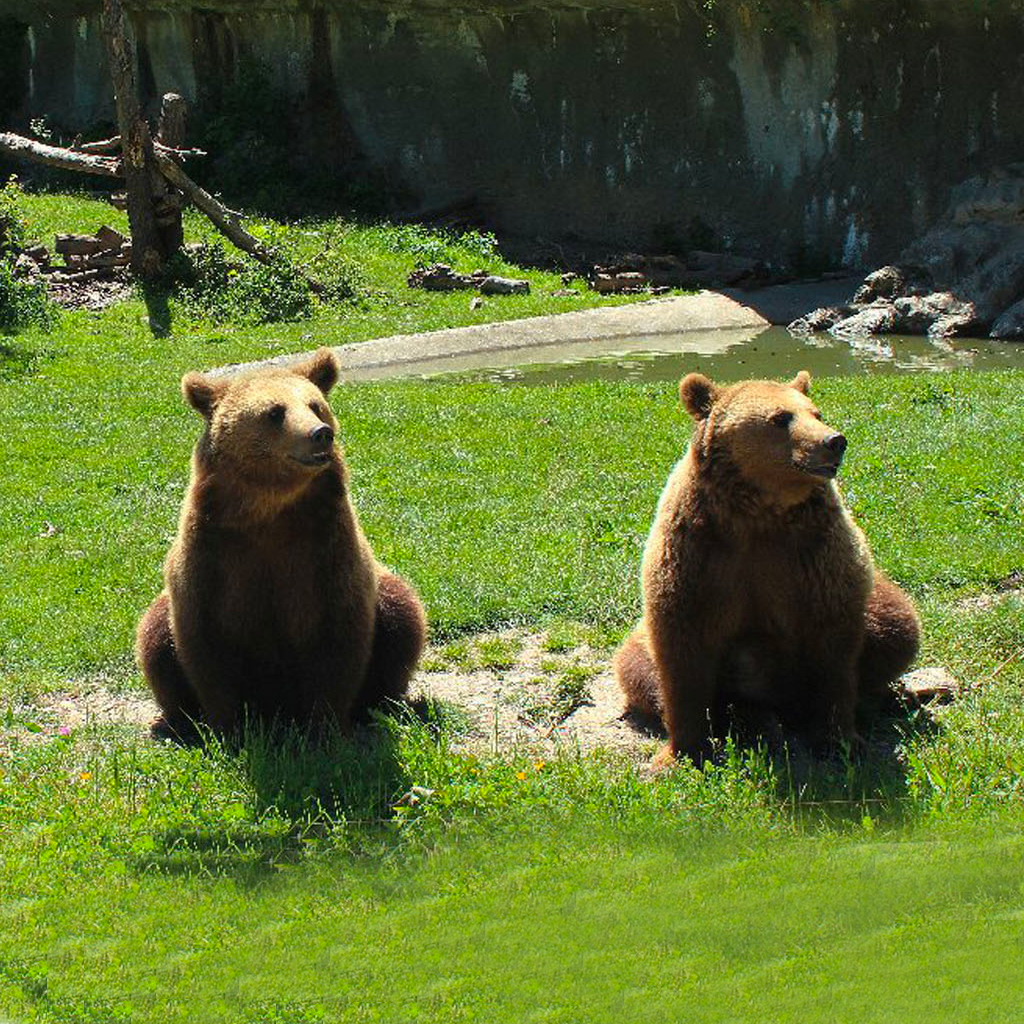 Parc’Ours - Devenez soigneur d'un jour à Borce en Vallée d'Aspe