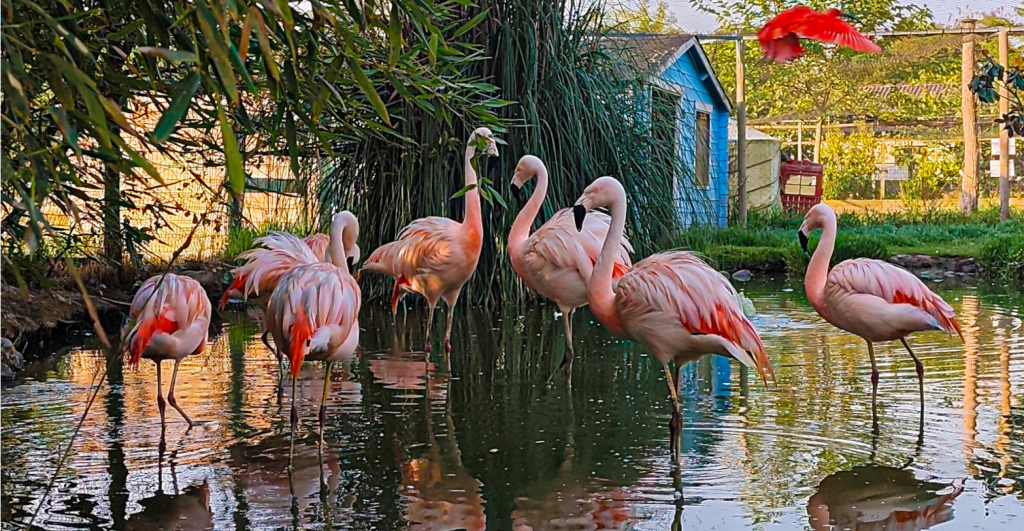 Exotic Park - Une aventure zoologique à vivre en famille près de Pau