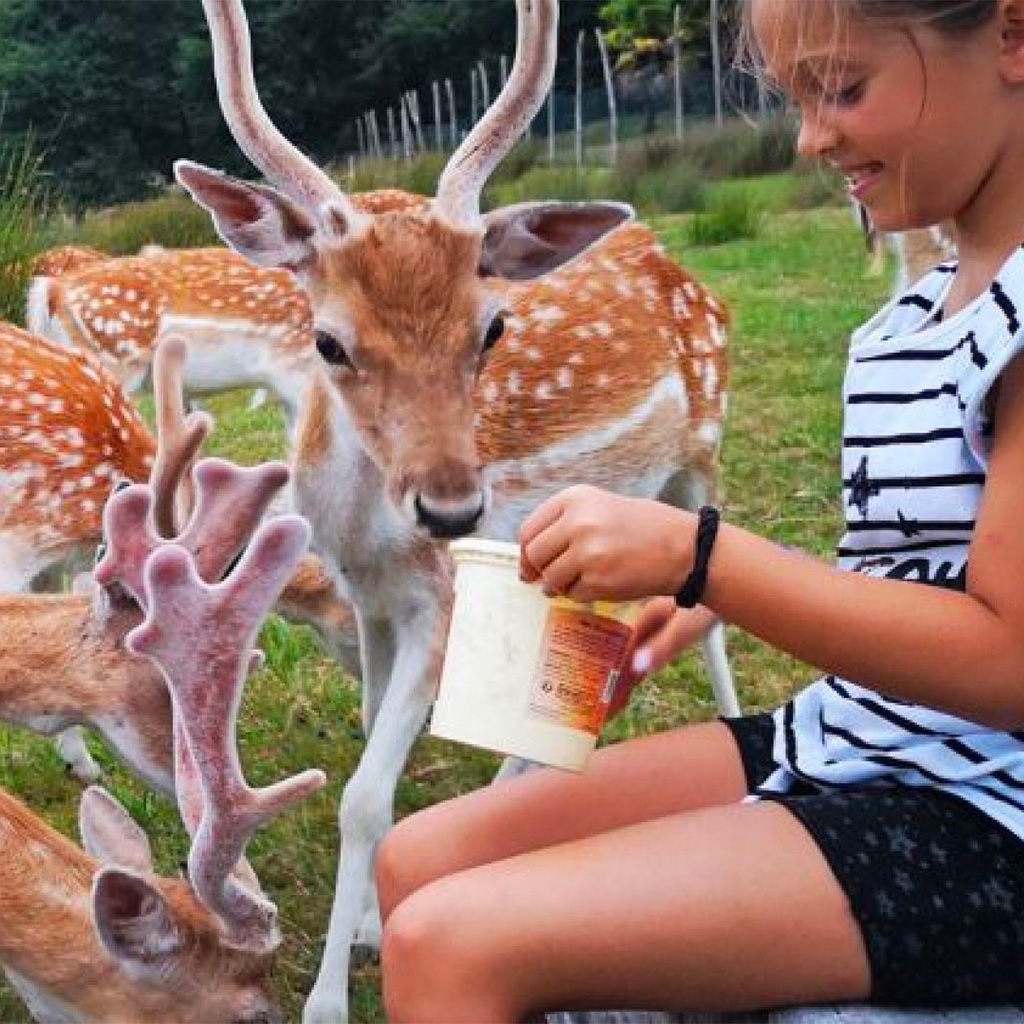 Le Paradis Perdu - Des chalets en bois insolites, la nature et les animaux sauvages