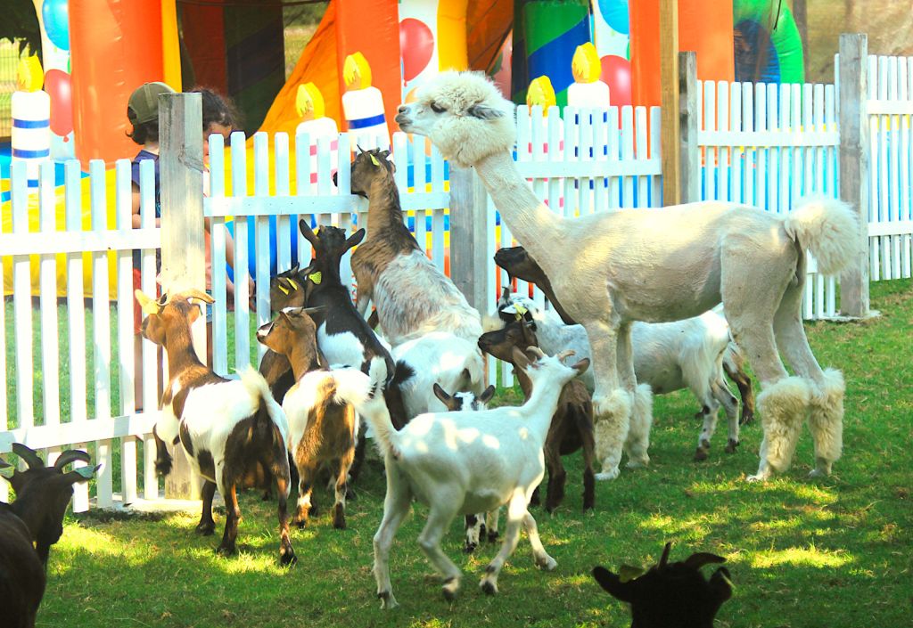 La Ferme du Bon'Air - Un parc de loisirs pour enfants à 45 min de Pau