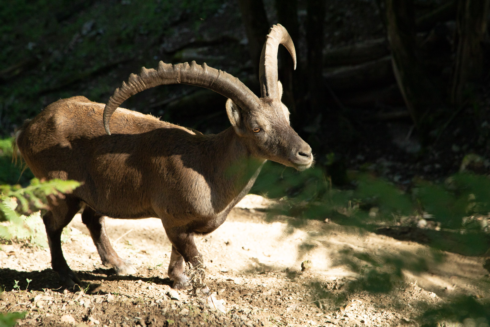 Ibex