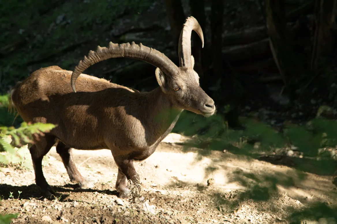 Ibex